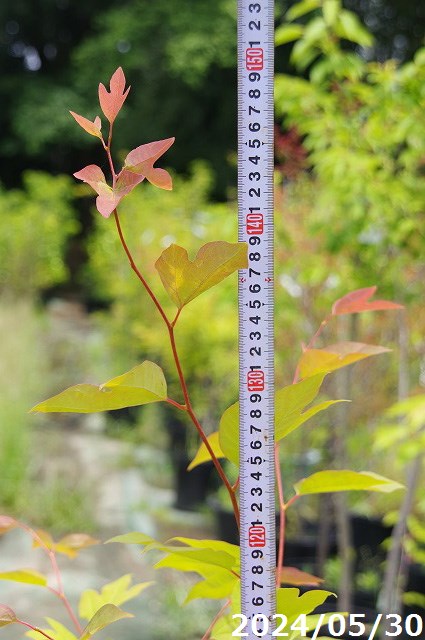 楽天市場】【現品・一点物No.0165-1】庭木 苗 シロモジ 根巻苗 10号