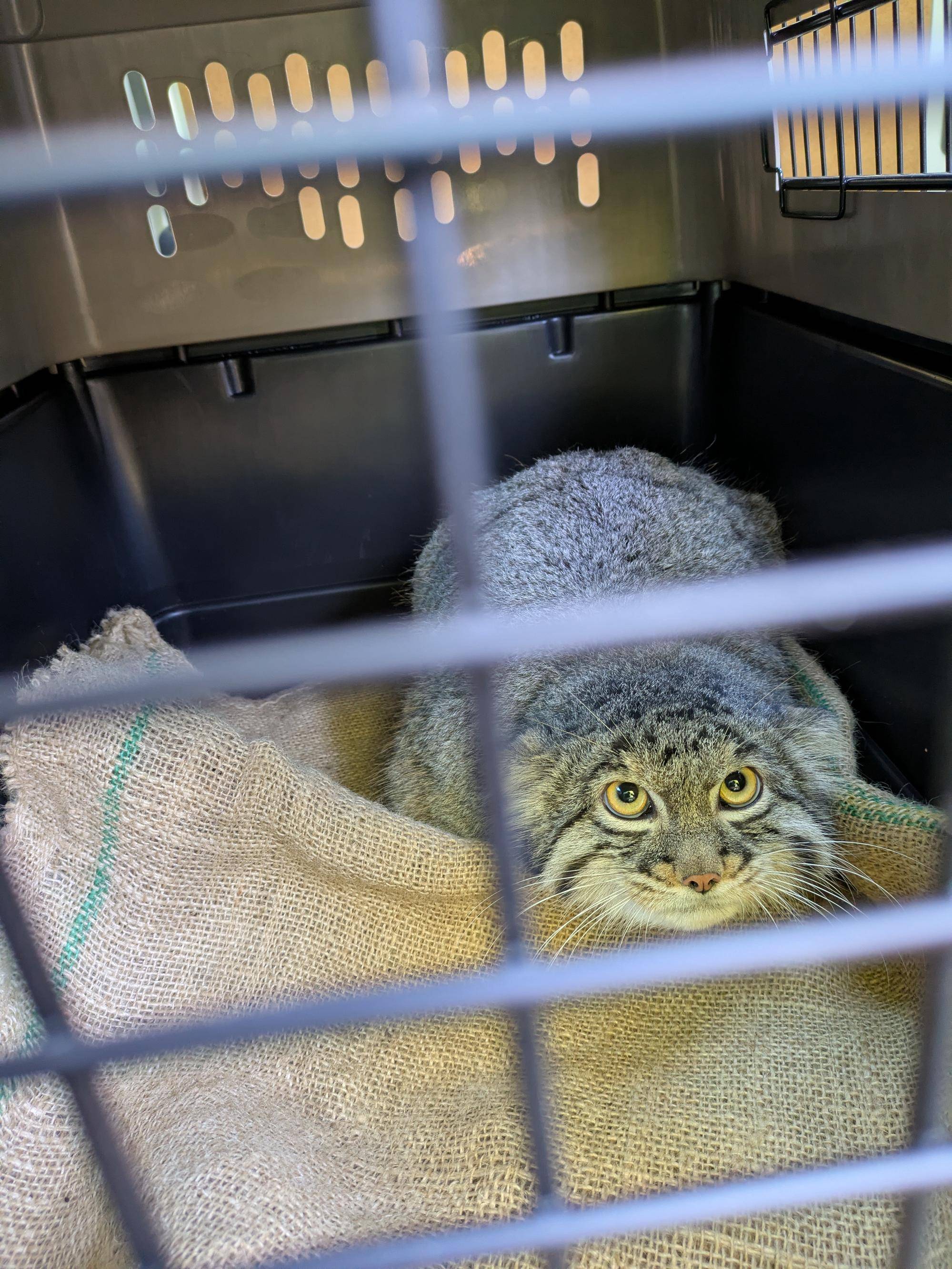 マヌルネコ第一報！|動物トピックス｜ブログ|野毛山動物園公式サイト