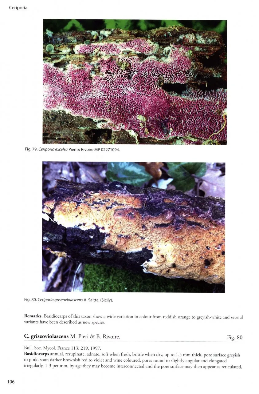 Poroid Fungi of Europe - Natur og Fritid