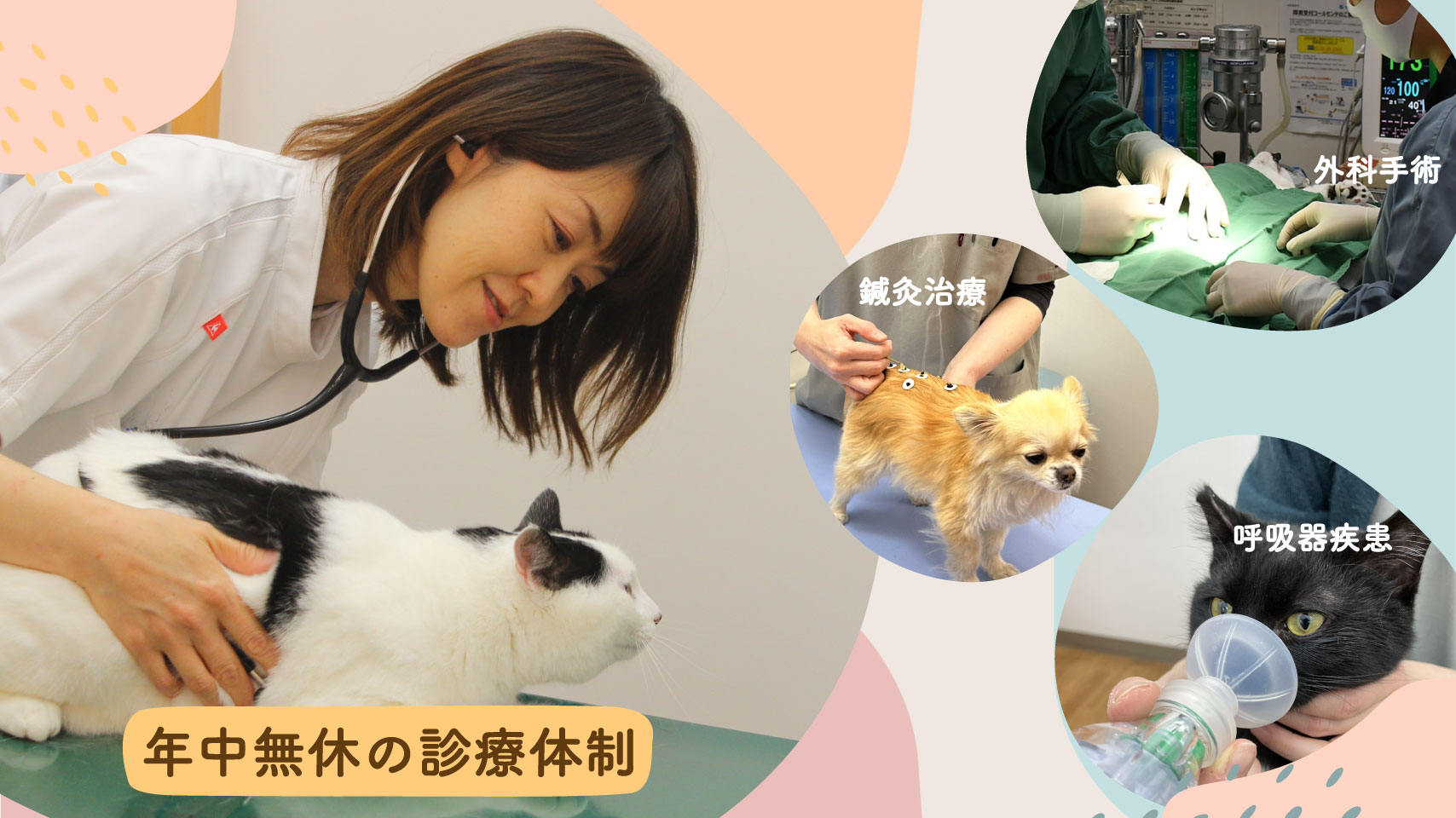 裁断済み】一般臨床医のための犬と猫の呼吸器疾患 裁断済み】一般臨床