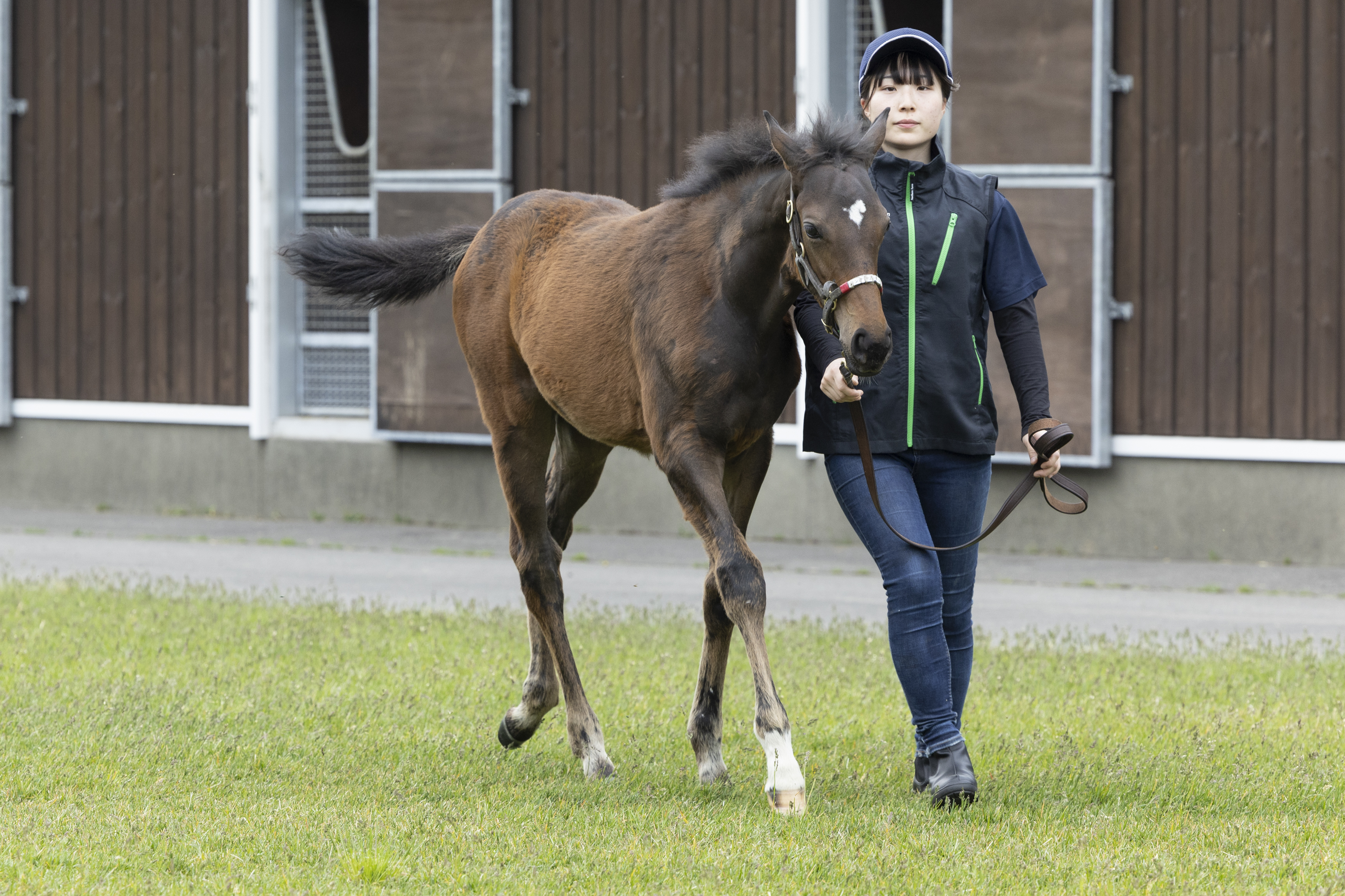 セレクトセール2025 注目馬紹介⑨】キズナ産駒 昨年度2歳＆総合