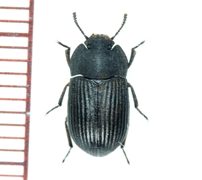 ウズベキスタン産 ゴミムシダマシ 27mm ウズベキスタン産