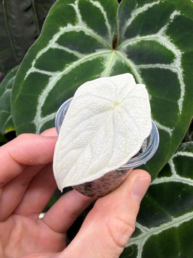 アロカシア　メロアルボバリエガータ　斑入り 園芸ネット本店｜アロカシア：マクロリゾス バリエガータ