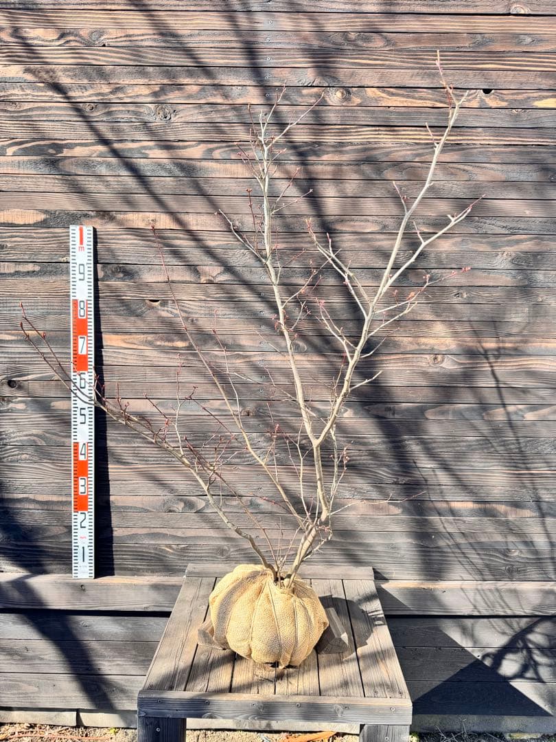 シロモジ【現品発送】管理80010 シロモジ【現品発送】管理80010 自然樹形シロモジ販売 秋元園芸